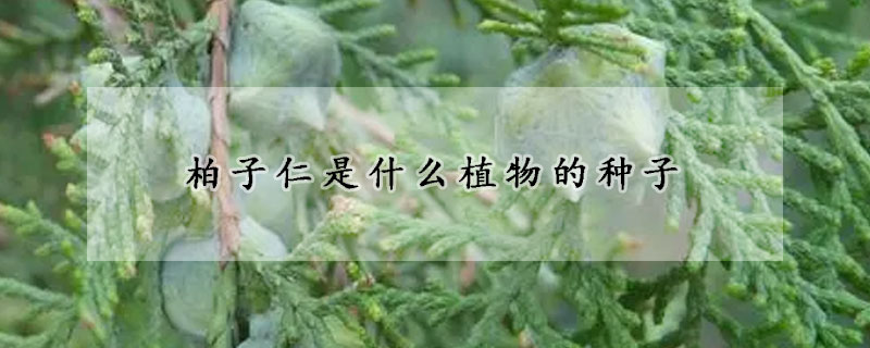 柏子仁是什麼植物的種子