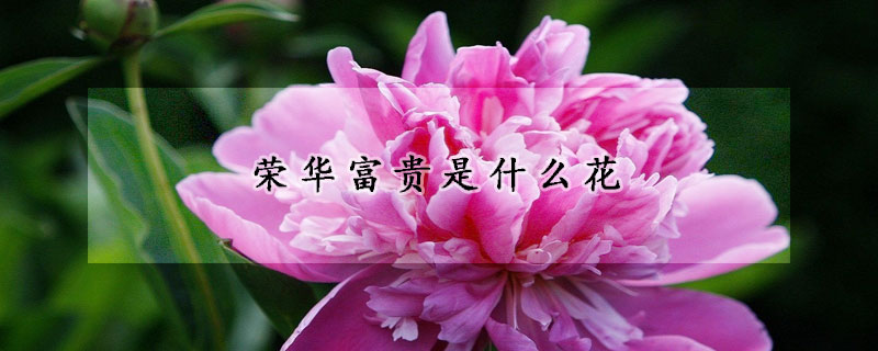榮華富貴是什麼花