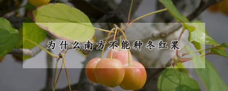 為什麼南方不能種冬紅果