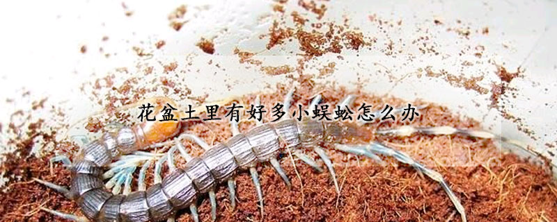 花盆土裏有好多小蜈蚣怎麼辦