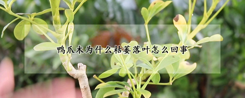 鴨爪木為什麼枯萎落葉怎麼回事