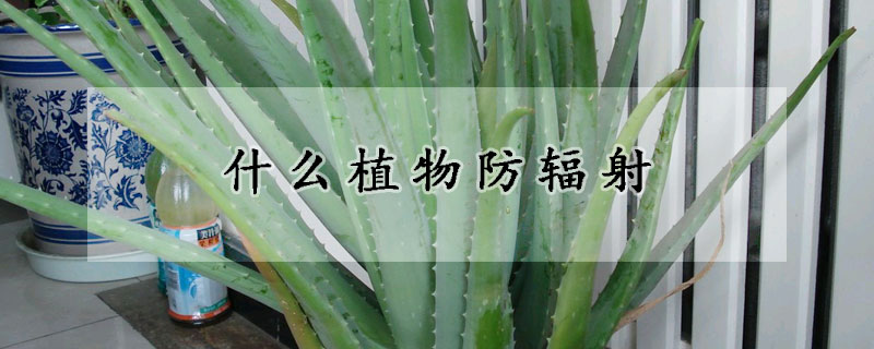 什麼植物防輻射