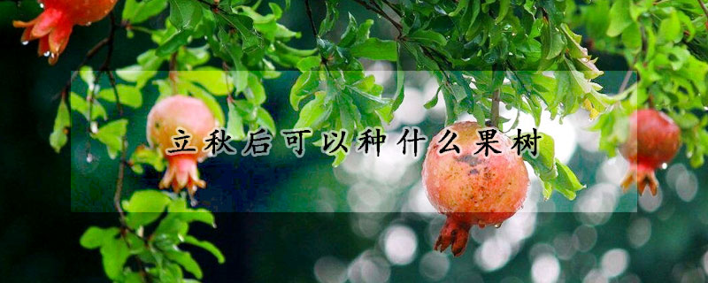 立秋後可以種什麼果樹