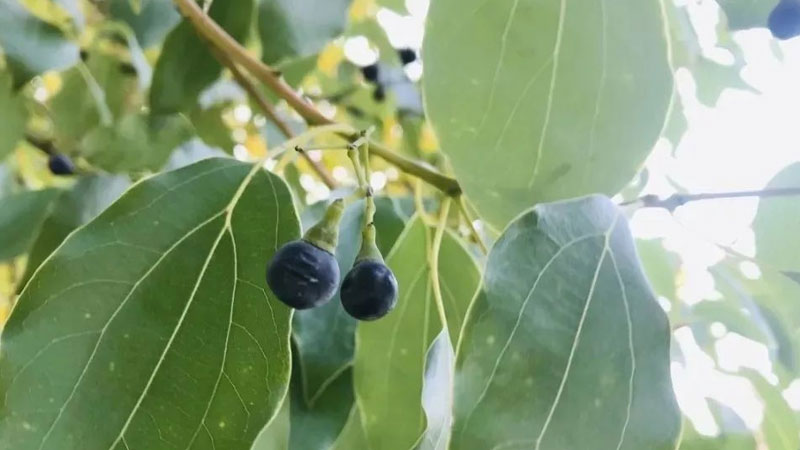 院子裏種什麼樹驅蚊蟲
