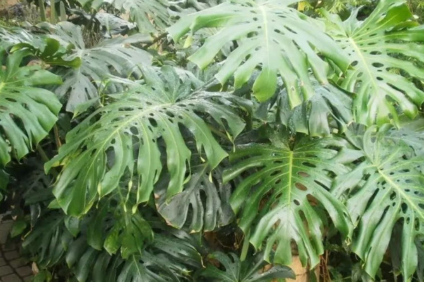 長年適合在室內養的花