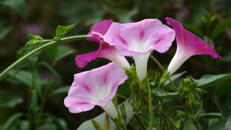 牽牛花的花語和寓意,象征了什麼