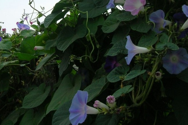 牽牛花的花語和寓意,象征了什麼