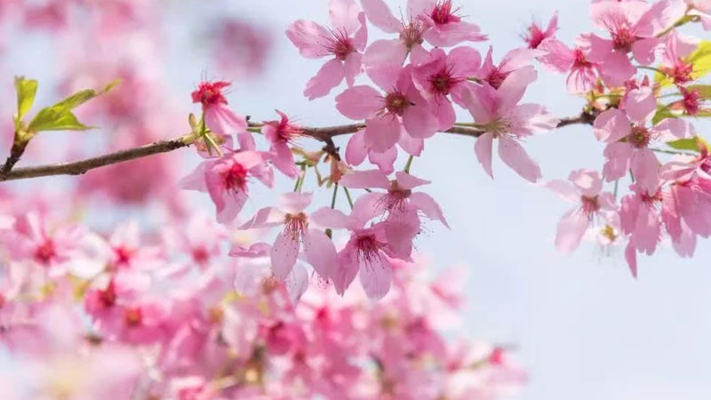 櫻花的花語和寓意,象征了什麼