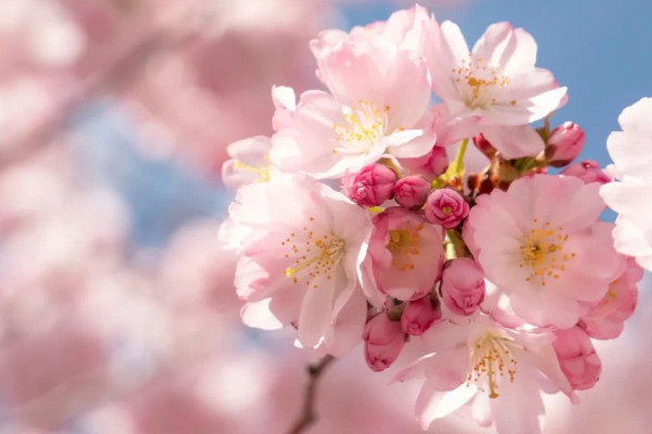 櫻花的花語和寓意,象征了什麼