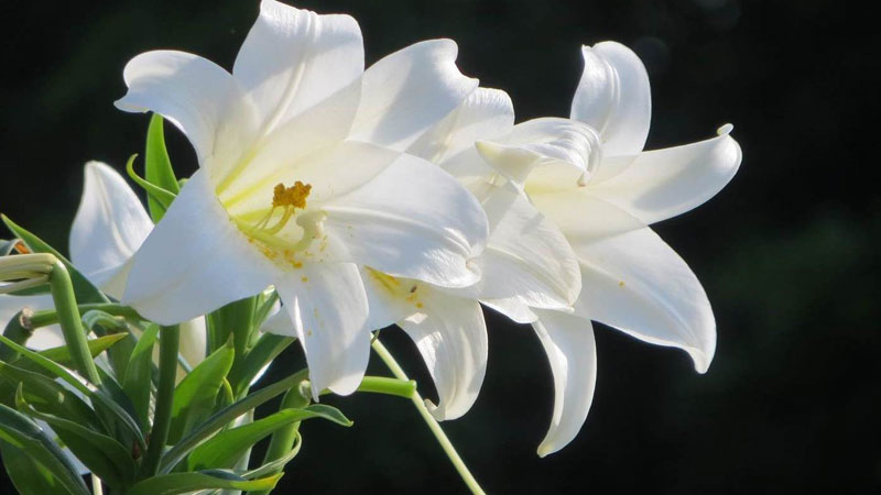香水百合的花語和寓意,象征了什麼