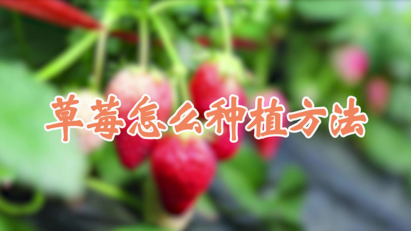 草莓怎麼種植方法