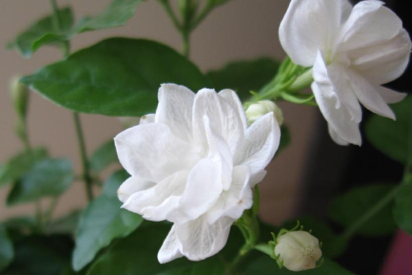 陽台裏必養的8種花 陽台最好養的花