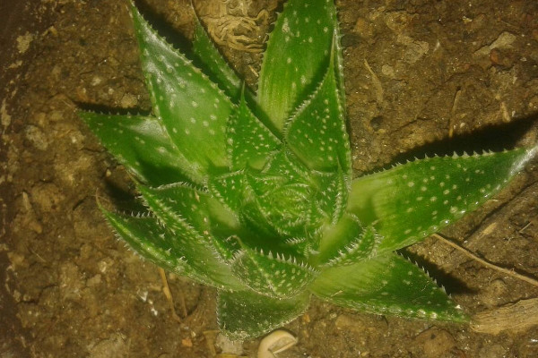 防輻射最強的7種植物 防輻射的植物盆栽排名