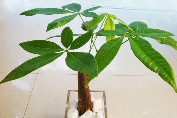 陽台養十種花最好旺財 陽台放什麼花最旺財
