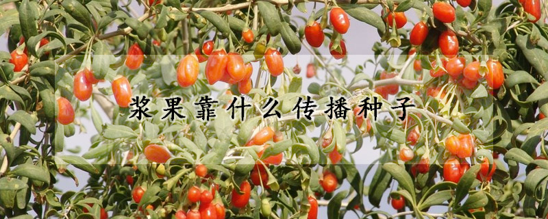 漿果靠什麼傳播種子