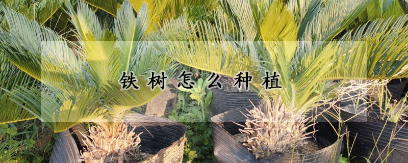 鐵樹怎麼種植