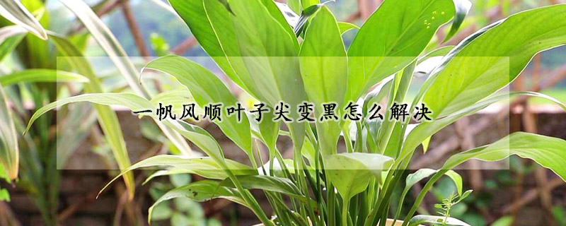 一帆風順葉子尖變黑怎麼解決