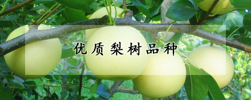 優質梨樹品種
