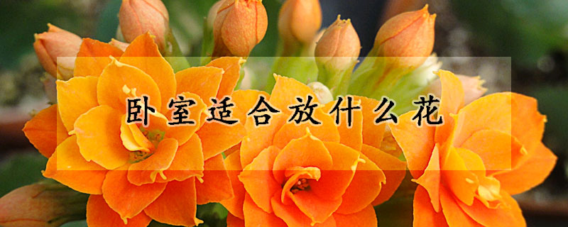 臥室適合放什麼花