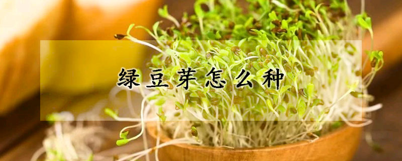 綠豆芽怎麼種