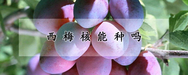 西梅核能種嗎