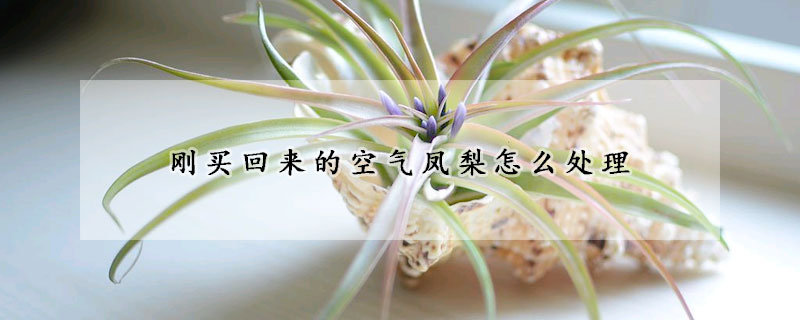 剛買回來的空氣鳳梨怎麼處理
