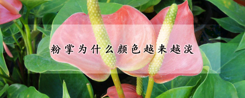 粉掌為什麼顏色越來越淡