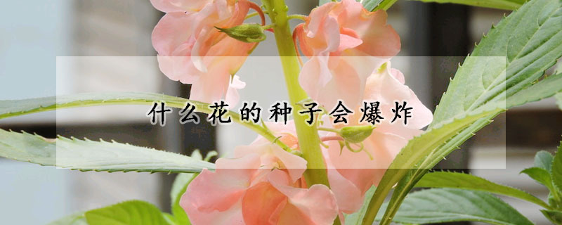 什麼花的種子會爆炸
