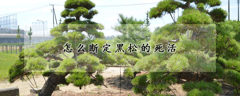 怎麼斷定黑鬆的死活
