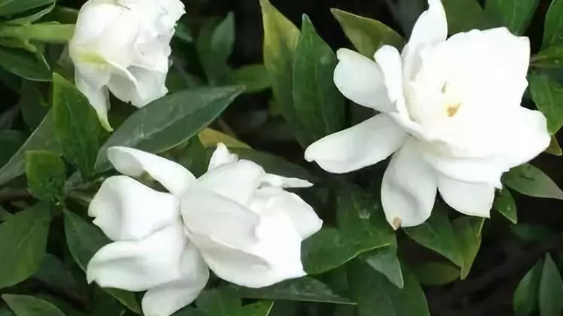 梔子花的花語和寓意,象征了什麼