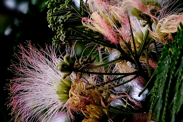 合歡花什麼時候開