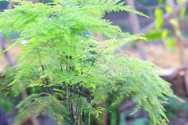 房間盆栽什麼植物好