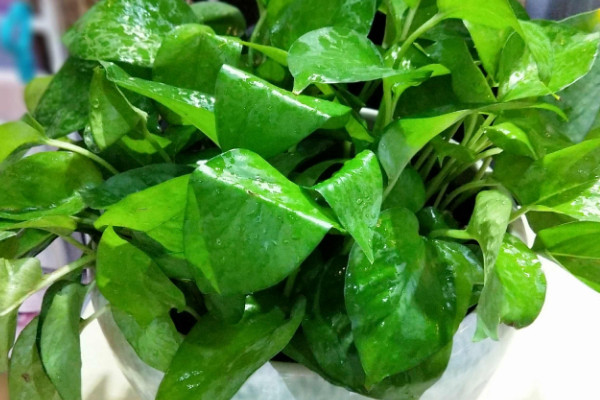 適合學生桌麵養的植物