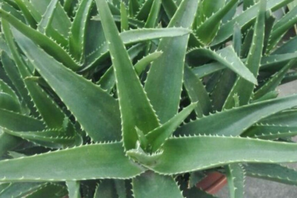 秋季家裏適合養什麼花