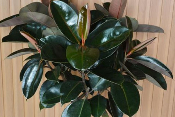 客廳放什麼植物風水好 客廳裏放什麼植物最好