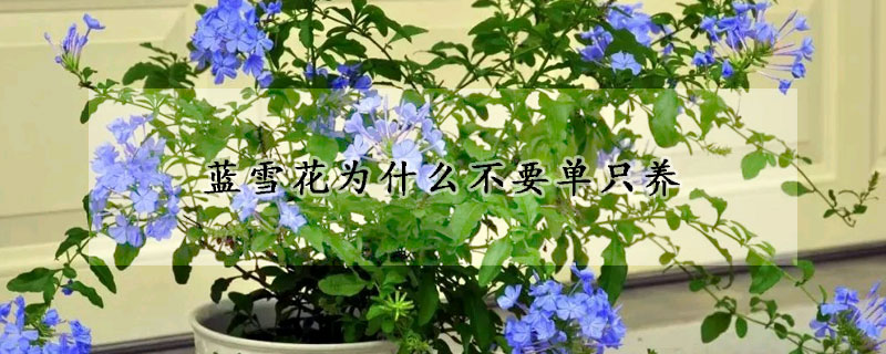 藍雪花為什麼不要單隻養
