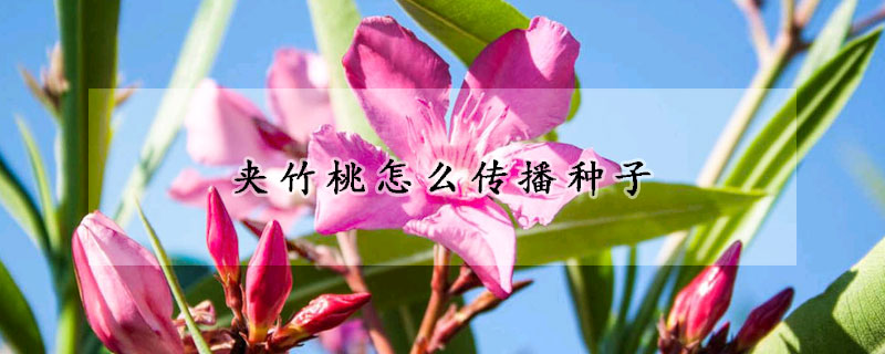 夾竹桃怎麼傳播種子