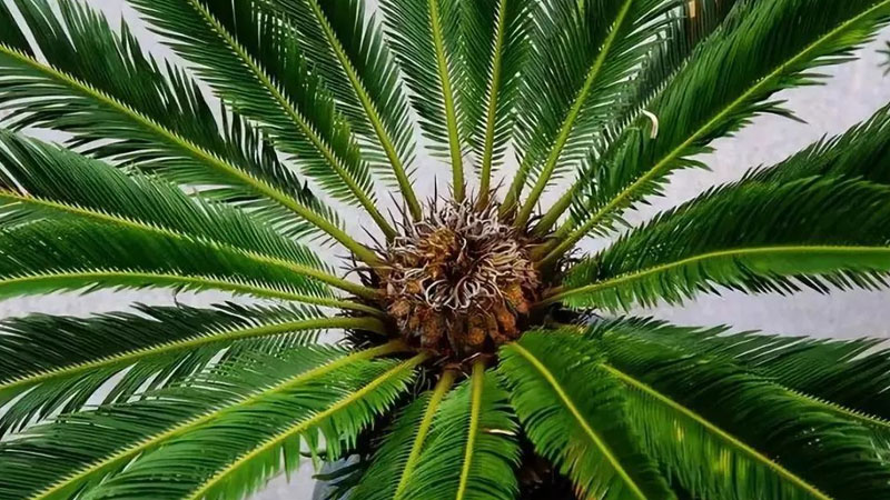 鐵樹是什麼植物
