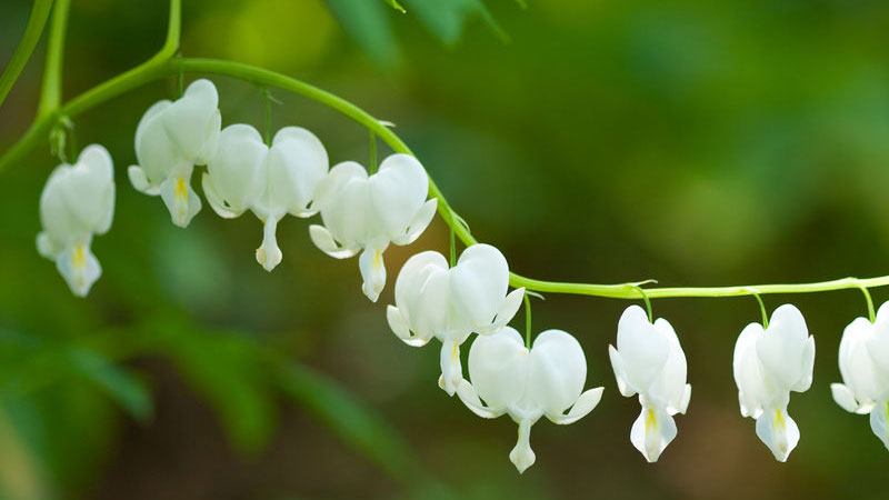 鈴蘭的花語和寓意,象征了什麼