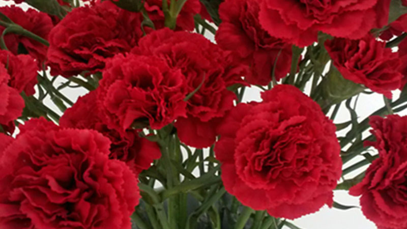 紅色康乃馨的花語和寓意,象征了什麼