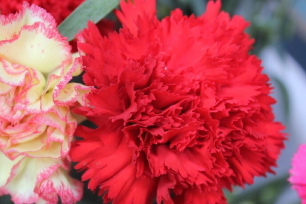 紅色康乃馨的花語和寓意,象征了什麼