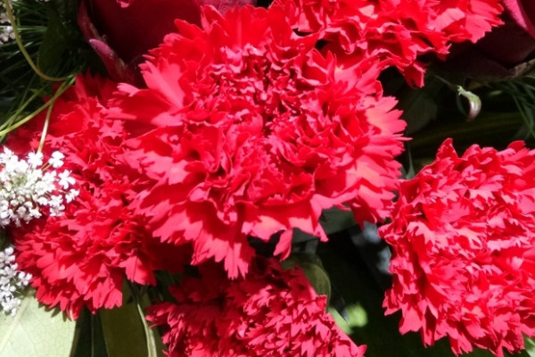 紅色康乃馨的花語和寓意,象征了什麼