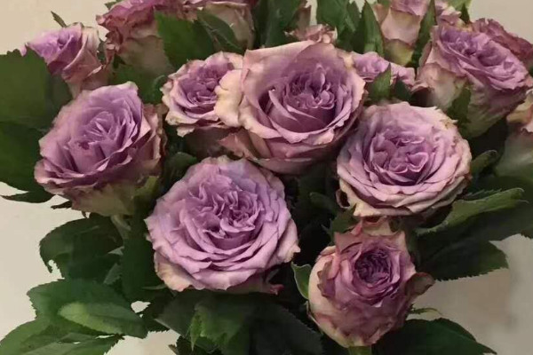 紫色玫瑰的花語和寓意,象征了什麼