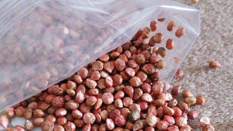 菠菜種子濕布催芽方法