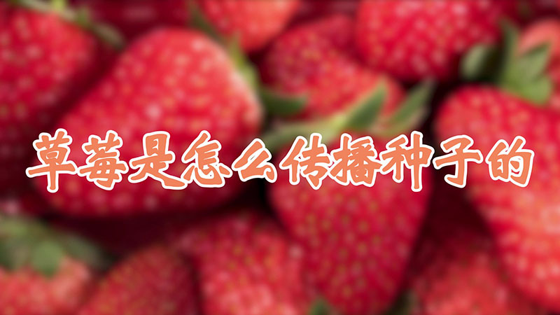 草莓是怎麼傳播種子的
