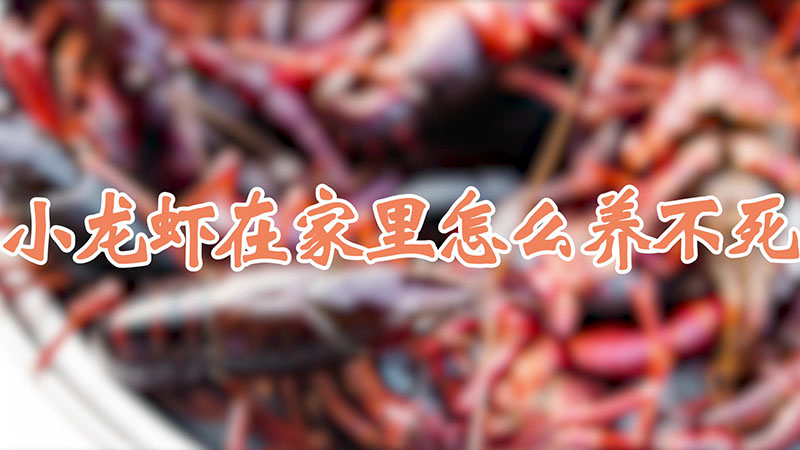 小龍蝦在家裏怎麼養不死