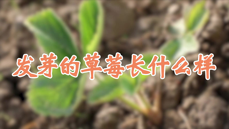 發芽的草莓長什麼樣