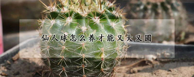 仙人球怎麼養才能又大又圓