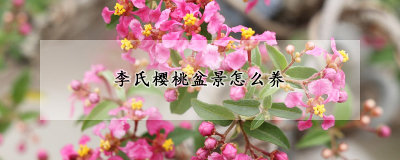 李氏櫻桃盆景怎麼養