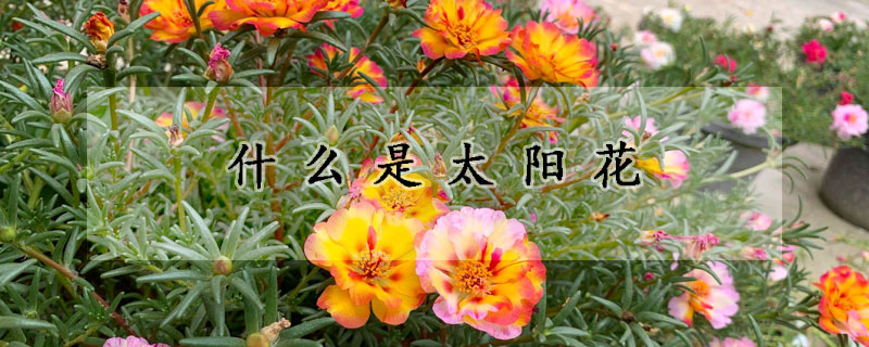 什麼是太陽花